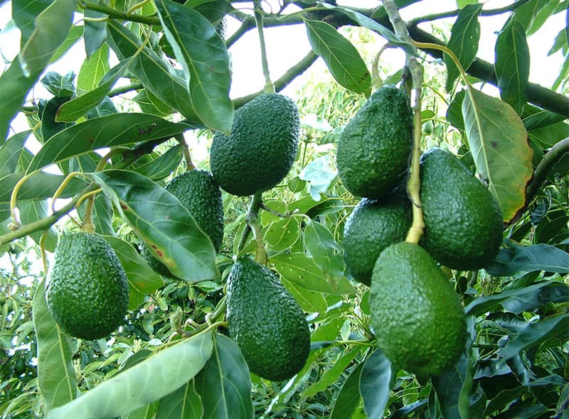 images/1678259712495avocado grading machine.jpg